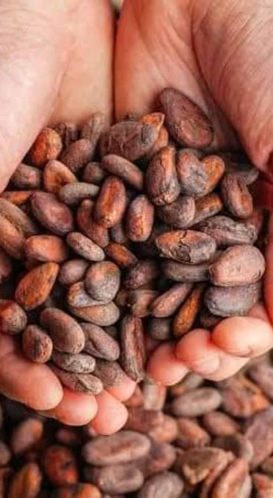 Fèves de cacao ivoiriennes présentées après séchage