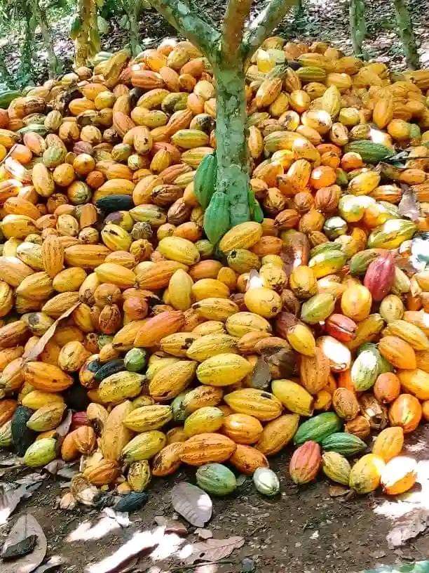 Cabosses de cacao mûres et fèves fraîches dans les mains d'un producteur ivoirien