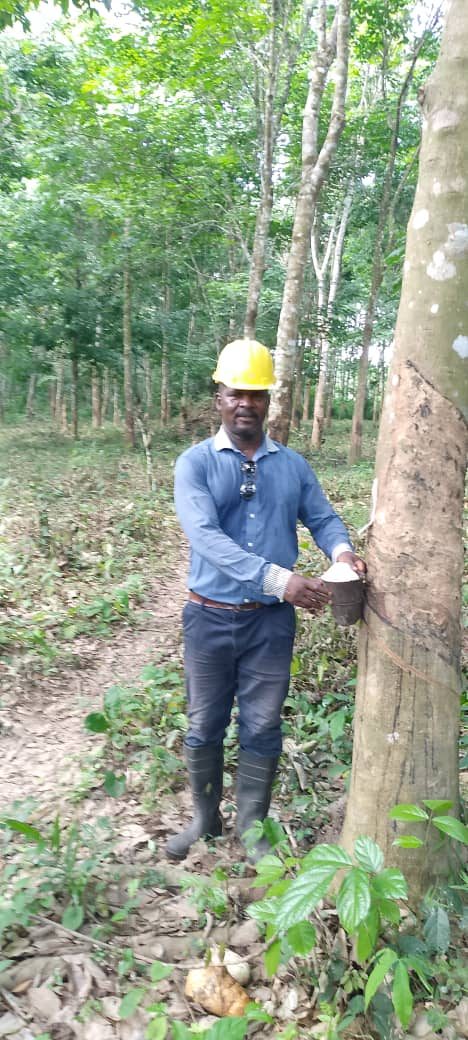 Saignée d'hévéa dans une plantation partenaire