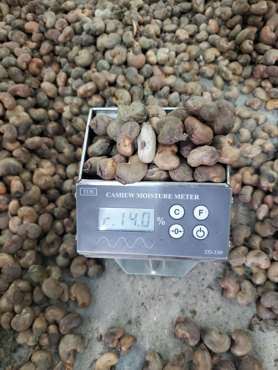 Contrôle du nut count sur un lot de cajou