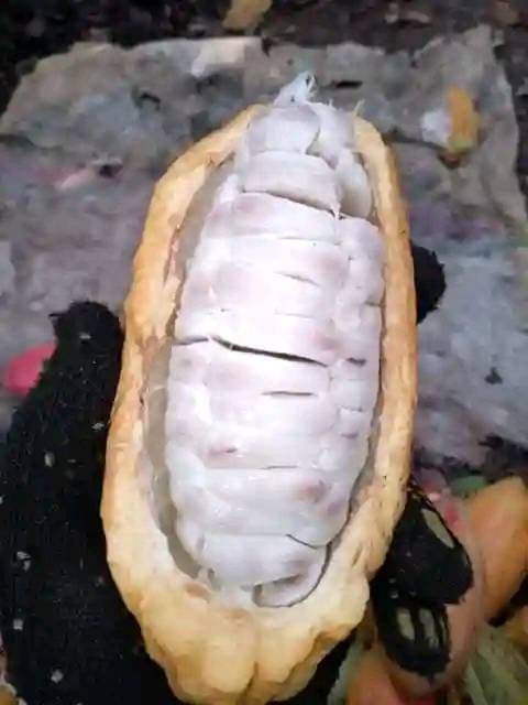 Cabosse de cacao ouverte montrant les fèves fraîches